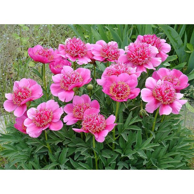 Bijūnas anemoniflora