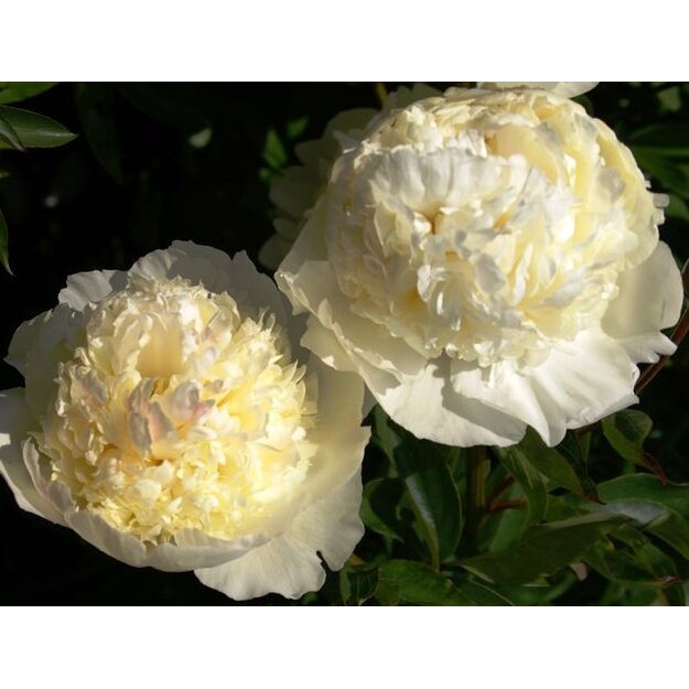 Bijūnas "BRIDAL GOWN"