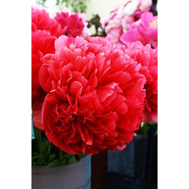 Bijūnas "COMMAND PERFORMANCE"