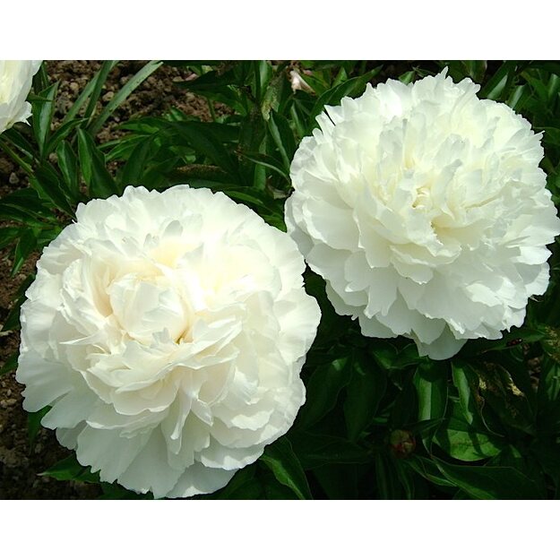 Bijūnas "HENRY SASS" siunčiamas nuo 10 mėn.