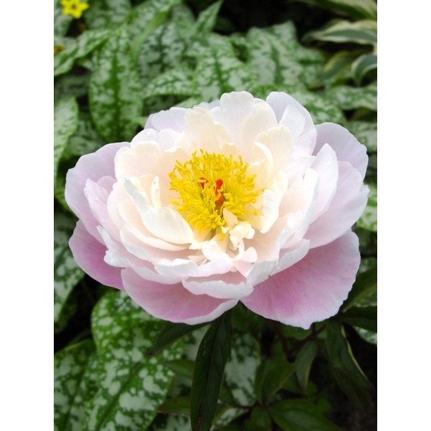 Bijūnas "LADY ALEXANDRA DUFF"