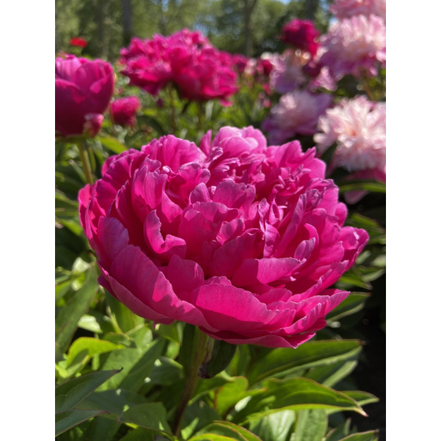 Bijūnas "LOUIS VAN HOUTTE"