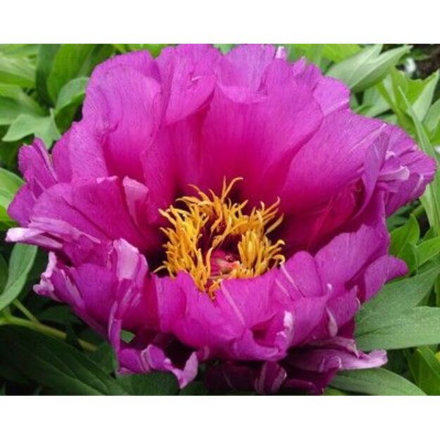 Bijūnas "MORNING LILAC"