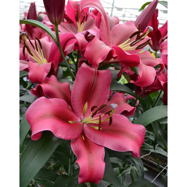 LELIJA OT "RED DESIRE"