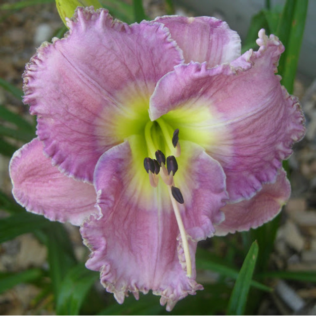 VIENDIENĖ "MAGIC AMETHYST"