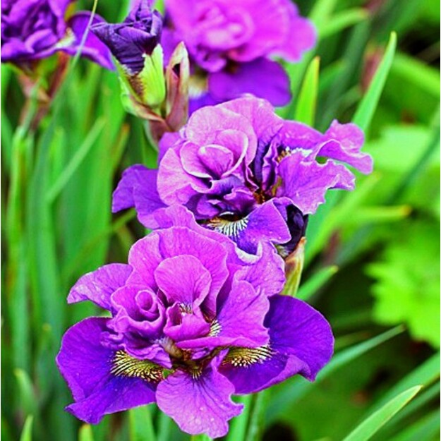 Vilkdalgis "BUNDLE OF JOY"