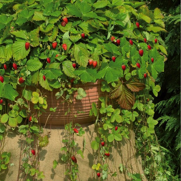 Žemuogės svyrančios