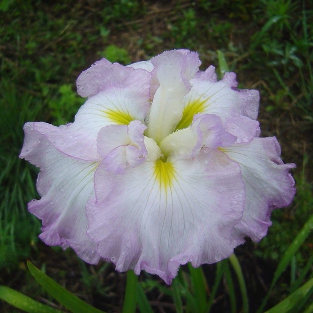 Vilkdalgis japoninis "LADY IN WAITING"