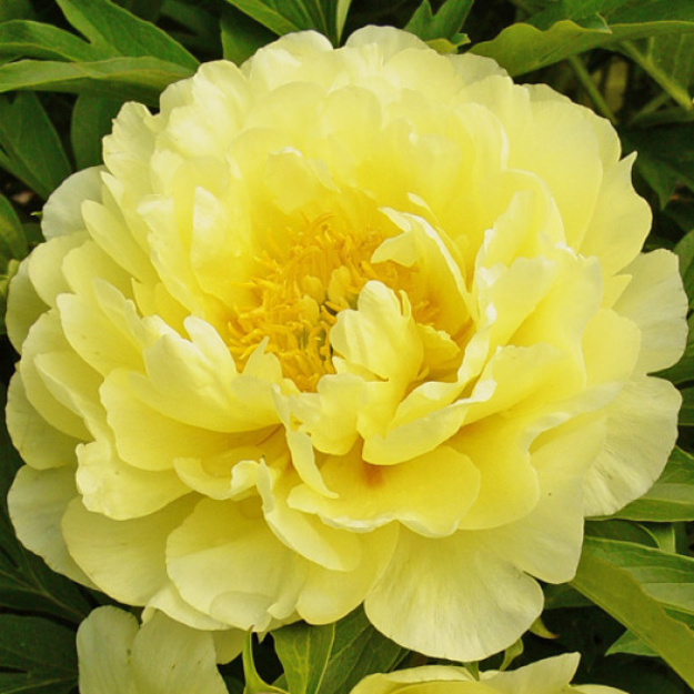 Bijūnas "SMITH FAMILY YELLOW"