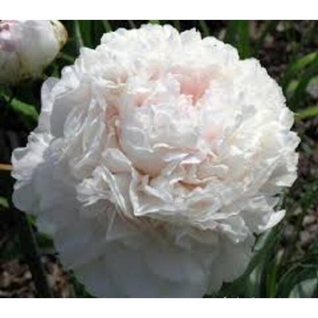 Bijūnas "BROTHER CHUCK"