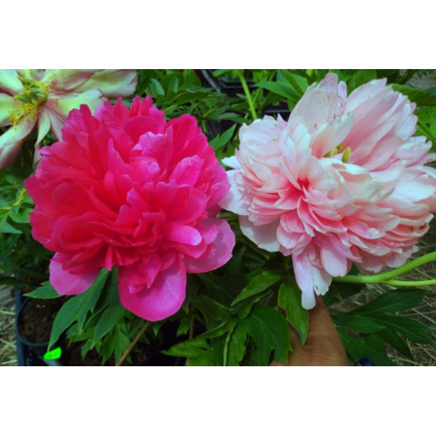 Bijūnas "COMMAND PERFORMANCE"