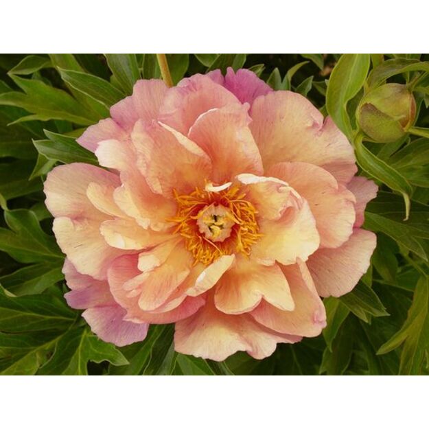 Bijūnas "ENDING RAINBOW"