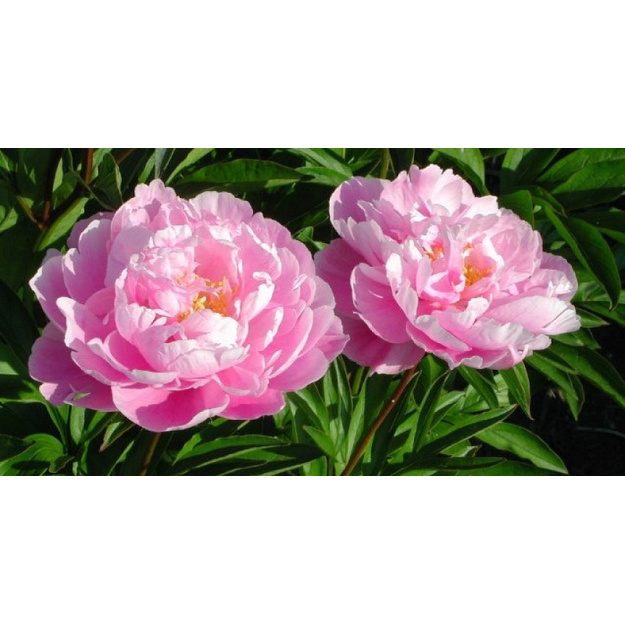 Bijūnas " GAYBORDER JUNE" siunčiamas nuo 10 mėn.