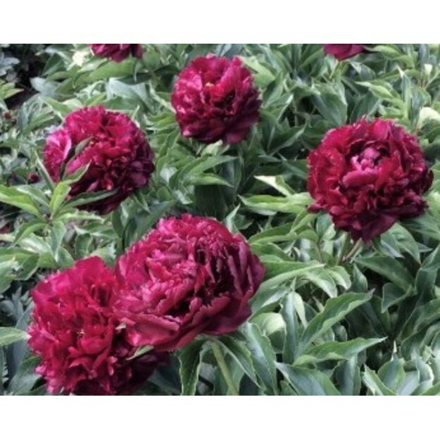 Bijūnas "HIGHLIGHT"