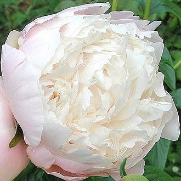 Bijūnas "MARY E.NICHOLLS"