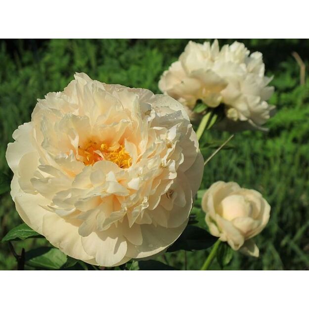 Bijūnas "PASTEL ELEGANCE"