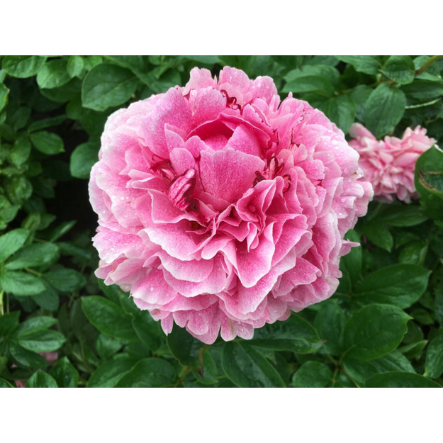 Bijūnas "PIETERTJE VRIEND VAGENAAR"