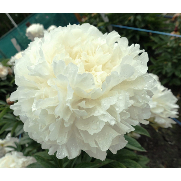 Bijūnas "PUFFED COTTON"