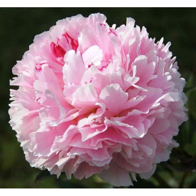 Bijūnas "REINE HORTENSE"