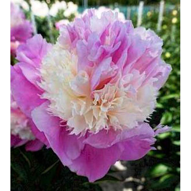 Bijūnas "SHE'S MY STAR"