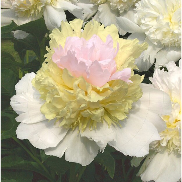 Bijūnas "TOP BRASS"