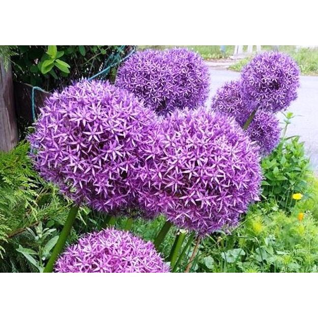 Česnakas "GLOBEMASTER"