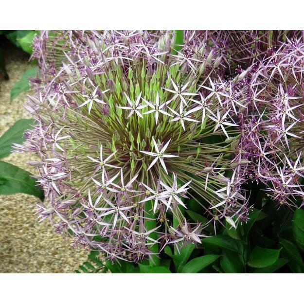 Česnakas KRISTOFO 5 vnt. siunčiamas nuo 2026 m. 09 mėn.