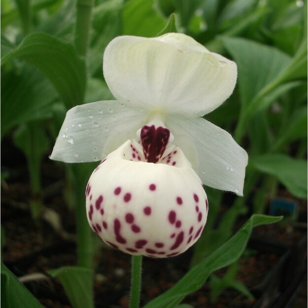 Klumpaitė "ULLA SILKENS"