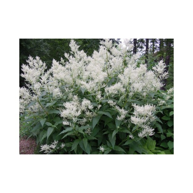 Rūgtis (Persicaria Polymorfa)