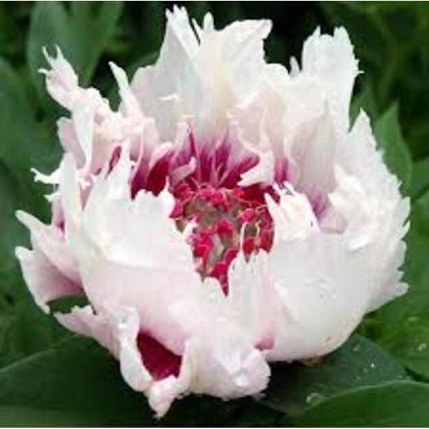 Bijūnas "ROSY PROSPECTS" 7 L vazone