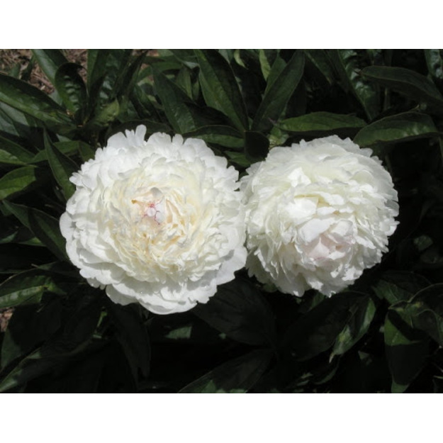 Bijūnas "ANN COUSINS"