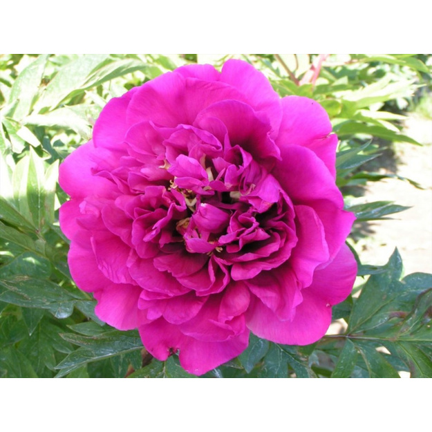 Bijūnas "BELLE TOULOUSAINE"