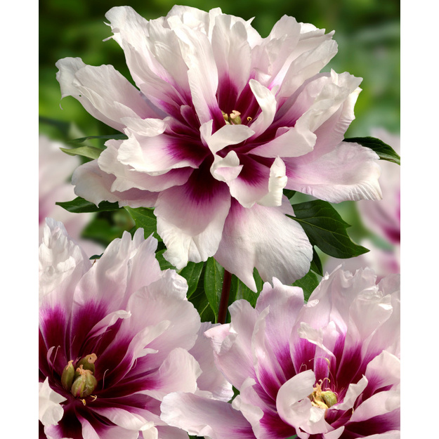 Bijūnas "CORA LOUISE"