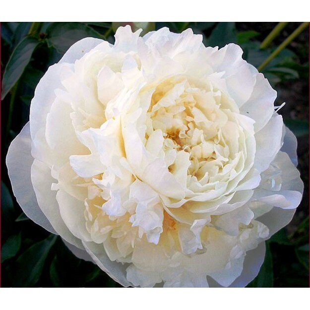 Bijūnas "DR.F.G.BRETHOUR"