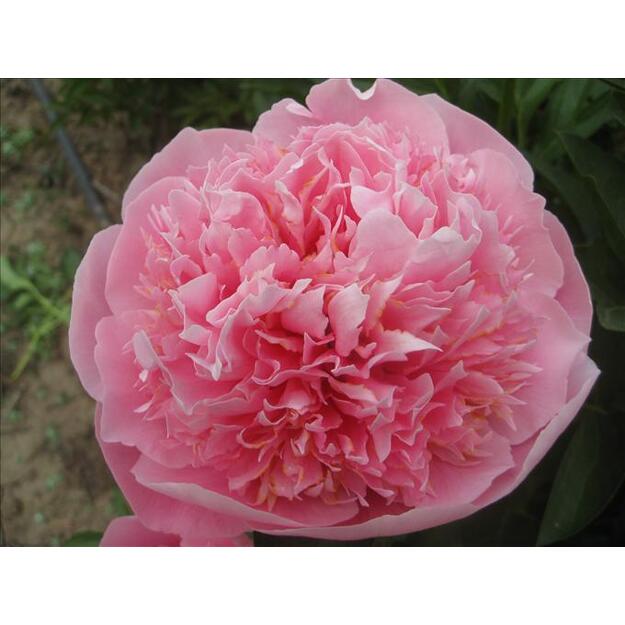 Bijūnas "ETCHED SALMON"