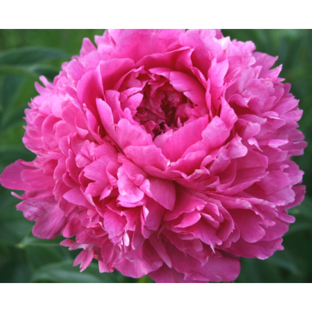 Bijūnas "GLORY HALLELUJAH"