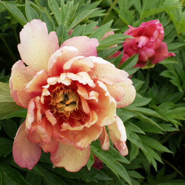 Bijūnas "JULIA ROSE"