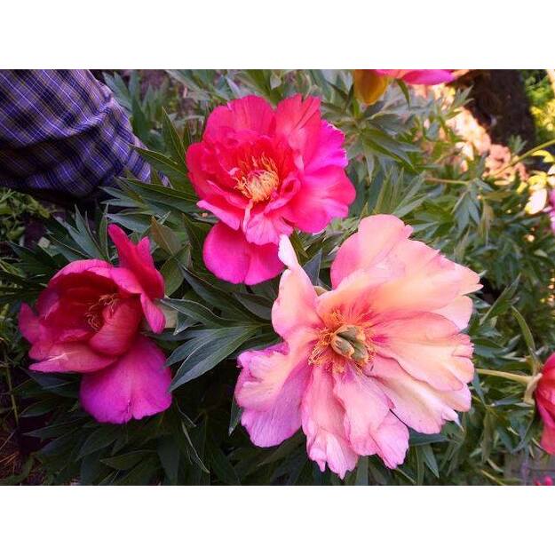 Bijūnas "JULIA ROSE"