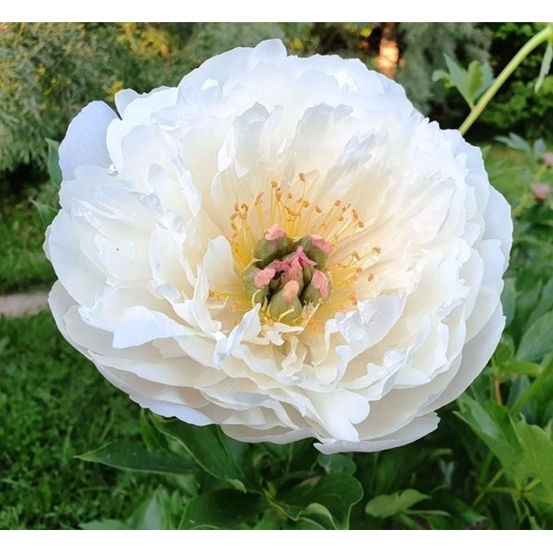 Bijūnas "LOVE AFFAIRE"