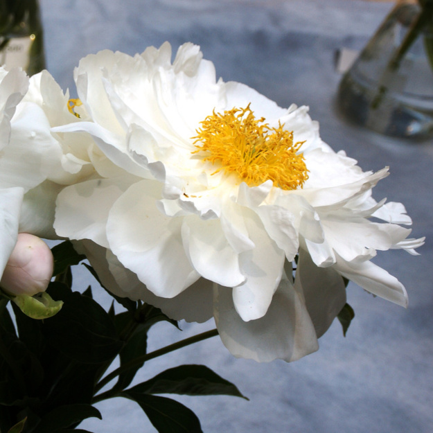 Bijūnas "MISS AMERICA"