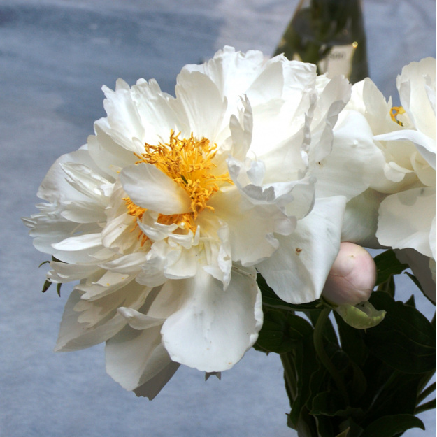 Bijūnas "MISS AMERICA"