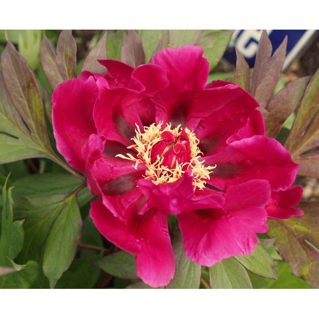 Bijūnas "PURPLE SENSATION"