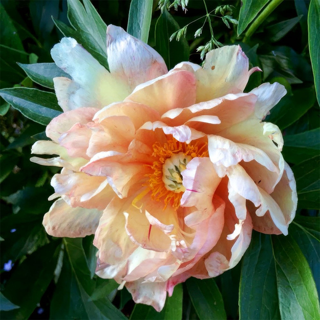 Bijūnas "ROYAL BLUSH"