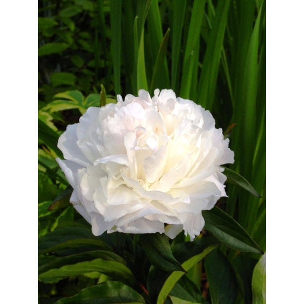 Bijūnas "SHIRLEY TEMPLE"