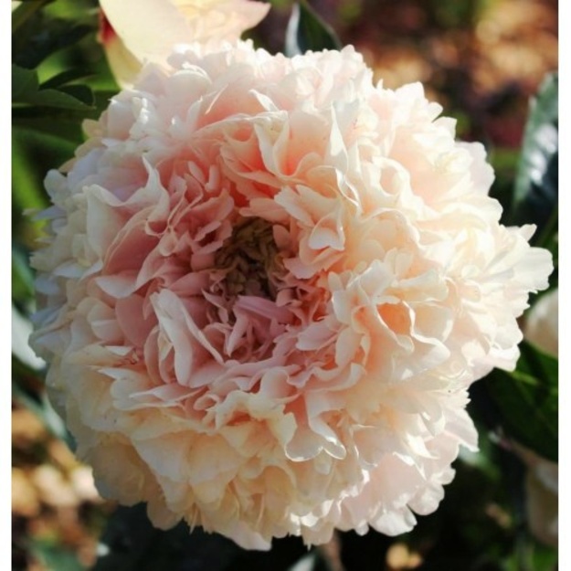 Bijūnas "SUMMER GLOW"