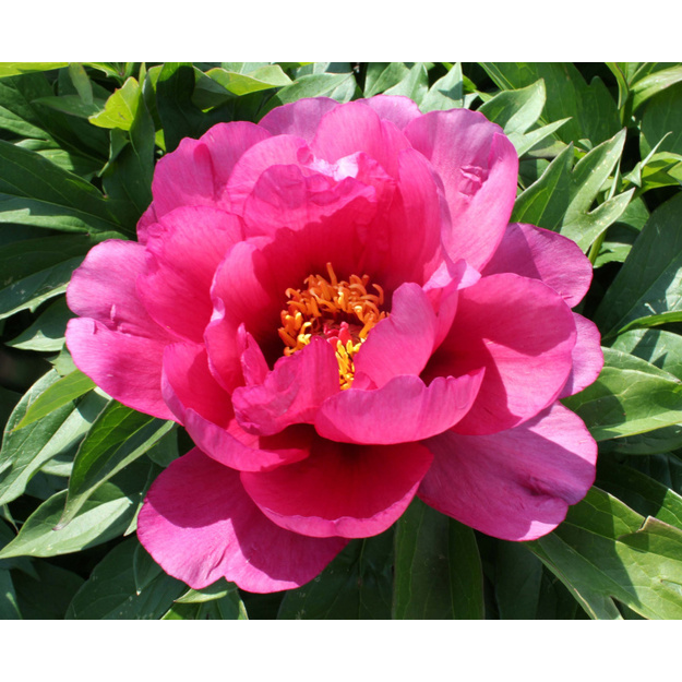 Bijūnas "YANKEE DOODLE DANDY" siunčiamas nuo  09 mėn.