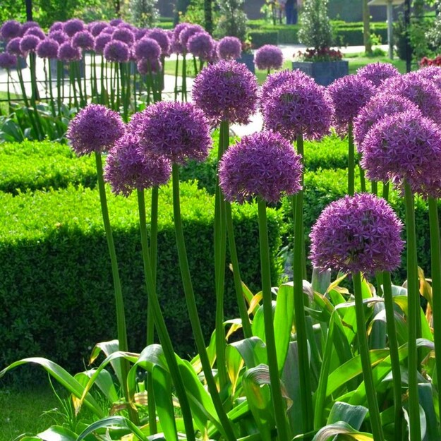 Česnakas "HIS EXCELLENCY"