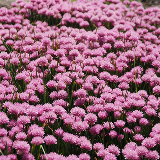 Laiškinis česnakas 