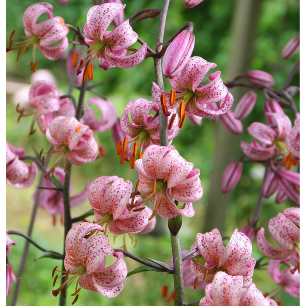 Miškinė Lelija "CANDY MORNING"