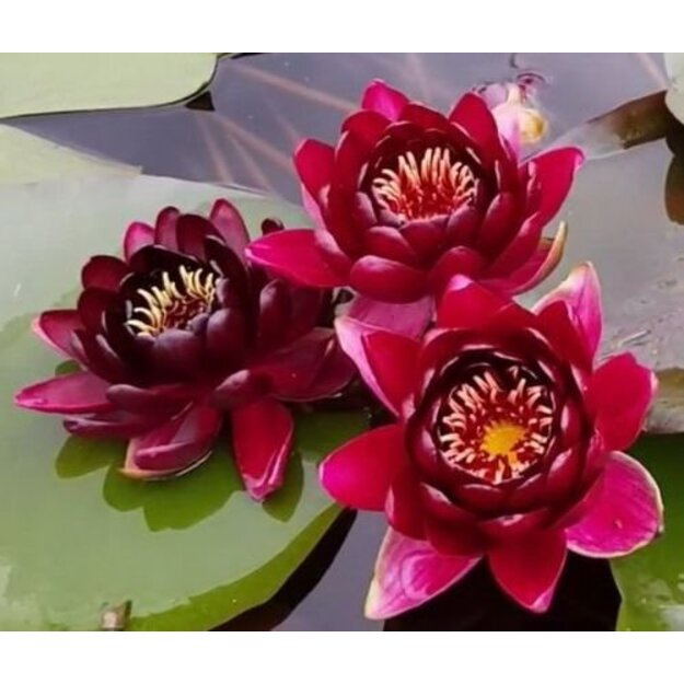 Vandens lelija "BLACK PRINCESS"